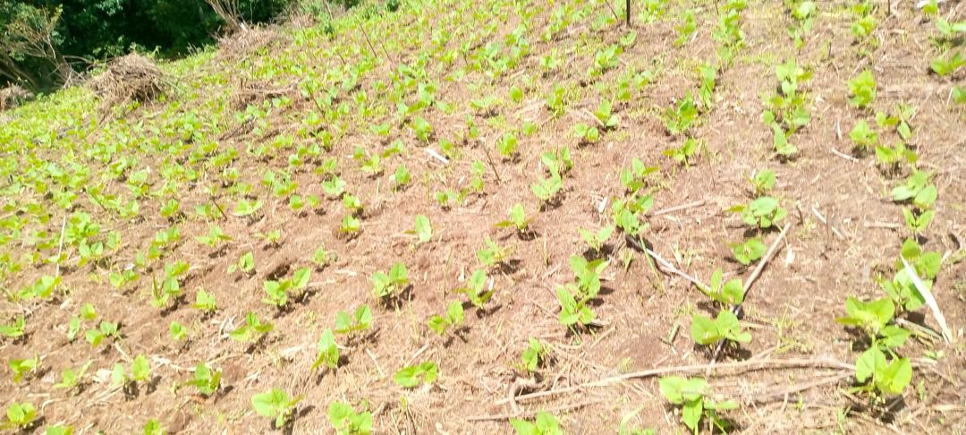 Agriculture Project